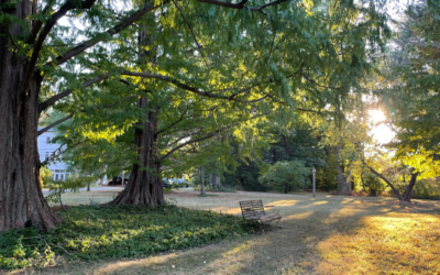 Madison Rose: Quaker Career Journey